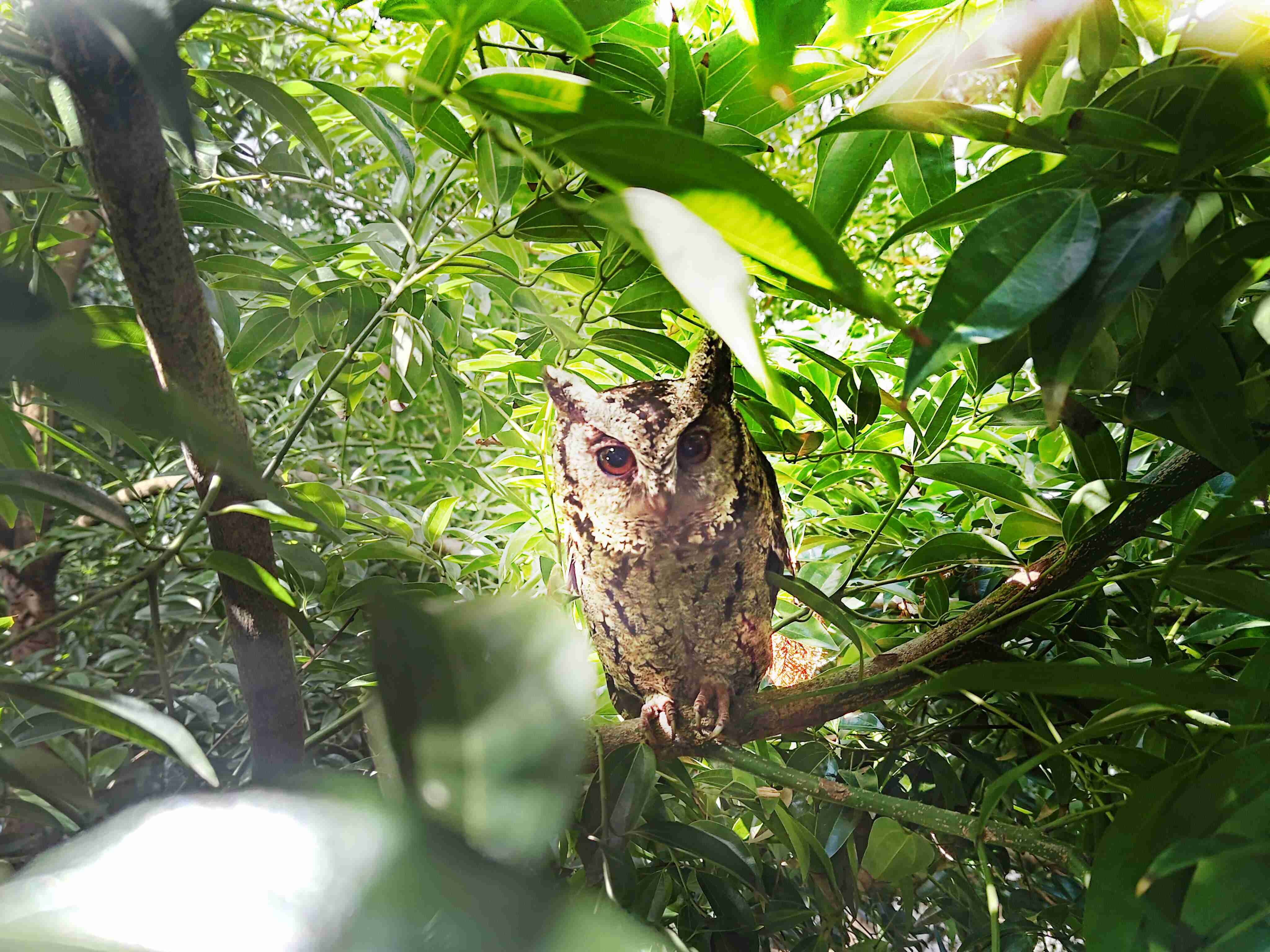 尊龙集团致力提倡净零绿生活，，16年以来在全球各厂区植树逾百万棵，，，，造就各厂区树木蔚然成林，，，犹如森林工厂，，，成为许多生物的栖息地